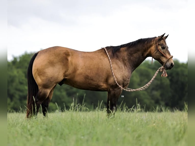 American Quarter Horse Castrone 12 Anni 152 cm Pelle di daino in Weatherford