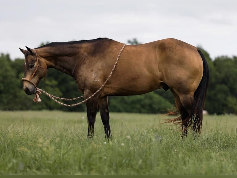 American Quarter Horse Castrone 12 Anni 152 cm Pelle di daino in Weatherford