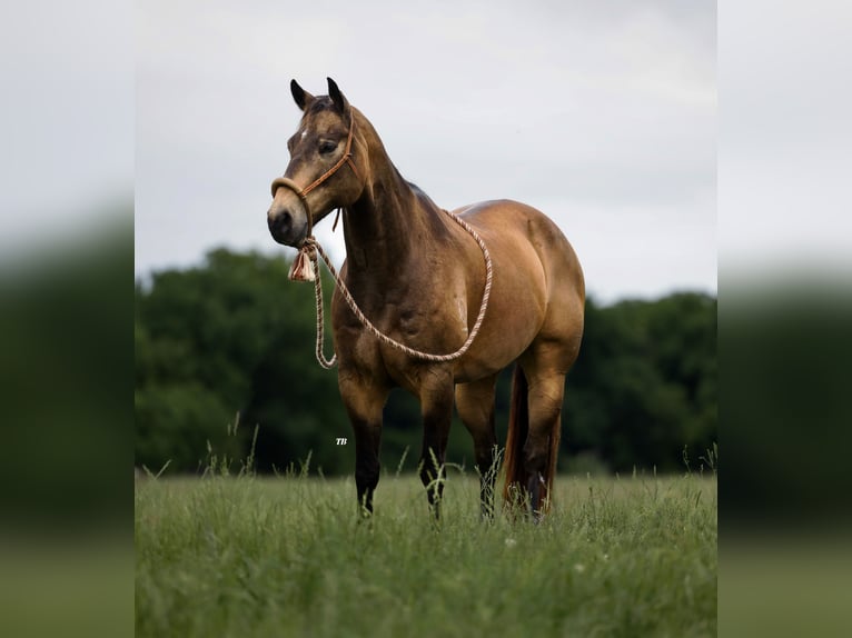 American Quarter Horse Castrone 12 Anni 152 cm Pelle di daino in Weatherford