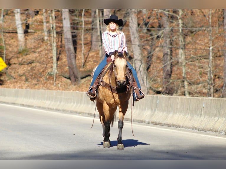 American Quarter Horse Mix Castrone 12 Anni 152 cm Pelle di daino in Clarion, PA