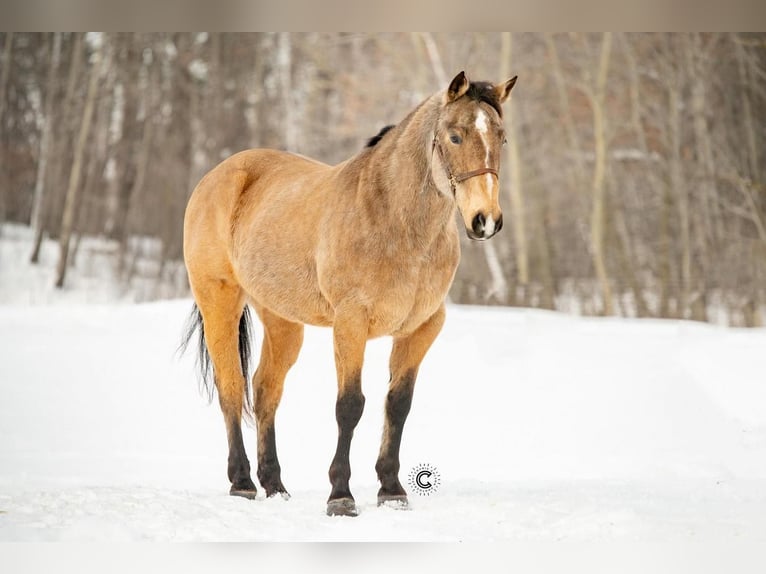 American Quarter Horse Castrone 12 Anni 152 cm Pelle di daino in Clayton, WI
