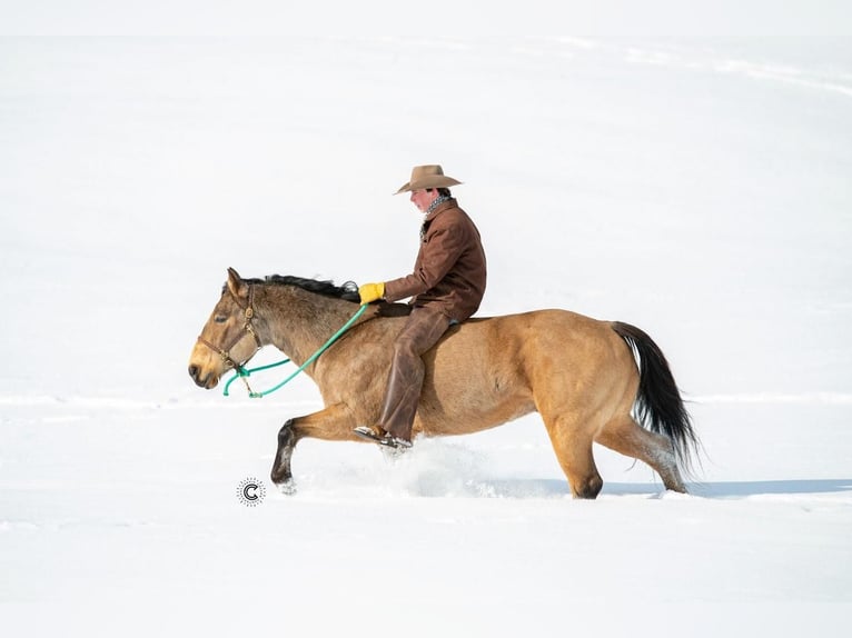 American Quarter Horse Castrone 12 Anni 152 cm Pelle di daino in Clayton, WI