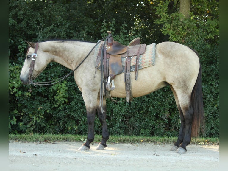American Quarter Horse Castrone 12 Anni 152 cm Pelle di daino in Fort Atkinson WI