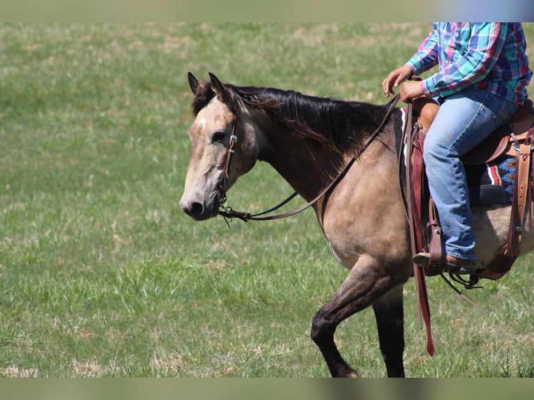 American Quarter Horse Castrone 12 Anni 152 cm Pelle di daino in Sonora, KY