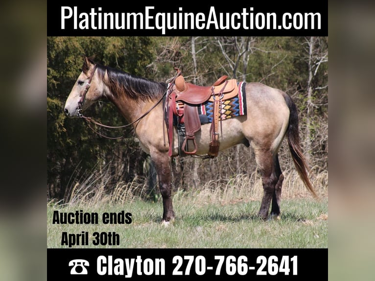 American Quarter Horse Castrone 12 Anni 152 cm Pelle di daino in Sonora, KY