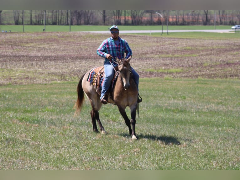 American Quarter Horse Castrone 12 Anni 152 cm Pelle di daino in Sonora, KY