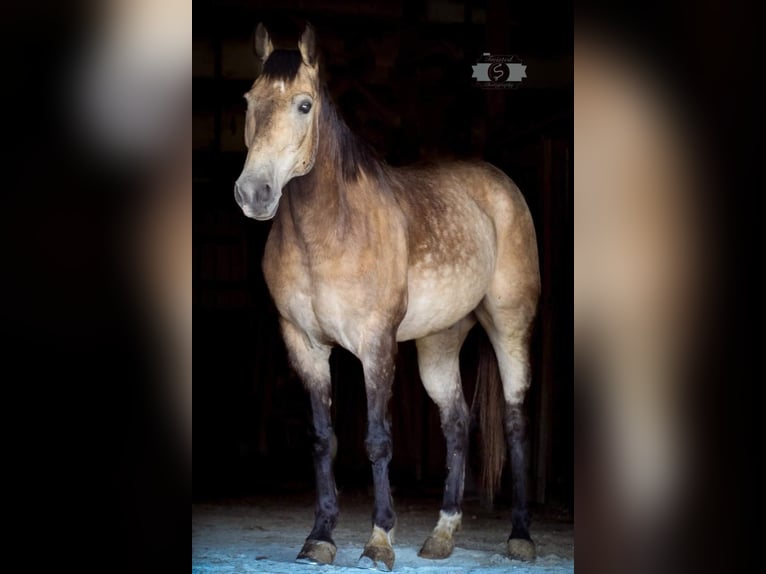 American Quarter Horse Castrone 12 Anni 152 cm Pelle di daino in Sonora, KY