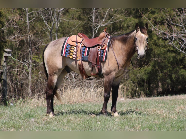 American Quarter Horse Castrone 12 Anni 152 cm Pelle di daino in Sonora, KY