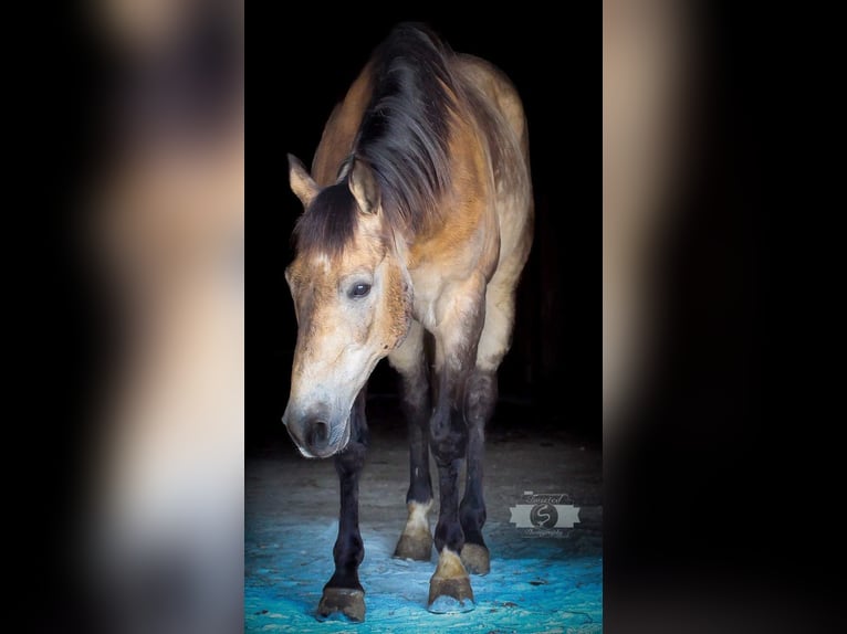 American Quarter Horse Castrone 12 Anni 152 cm Pelle di daino in Sonora, KY