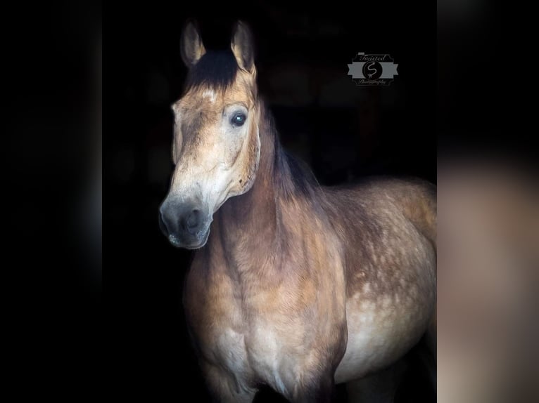 American Quarter Horse Castrone 12 Anni 152 cm Pelle di daino in Sonora, KY