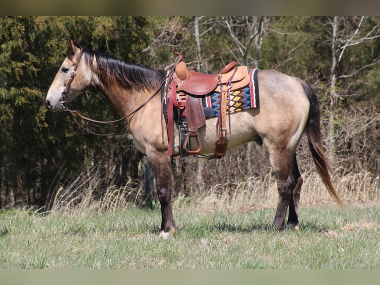 American Quarter Horse Castrone 12 Anni 152 cm Pelle di daino in Sonora, KY