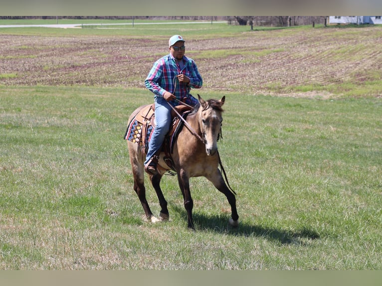 American Quarter Horse Castrone 12 Anni 152 cm Pelle di daino in Sonora, KY