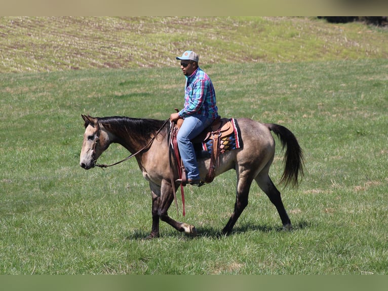 American Quarter Horse Castrone 12 Anni 152 cm Pelle di daino in Sonora, KY