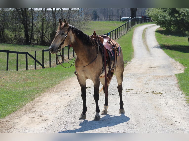 American Quarter Horse Castrone 12 Anni 152 cm Pelle di daino in Sonora, KY