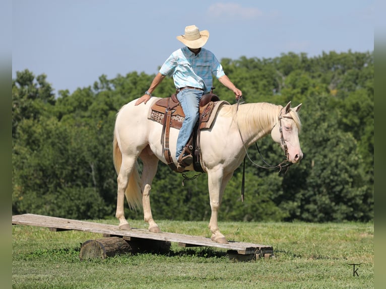 American Quarter Horse Castrone 12 Anni 152 cm Perlino in Bellevue