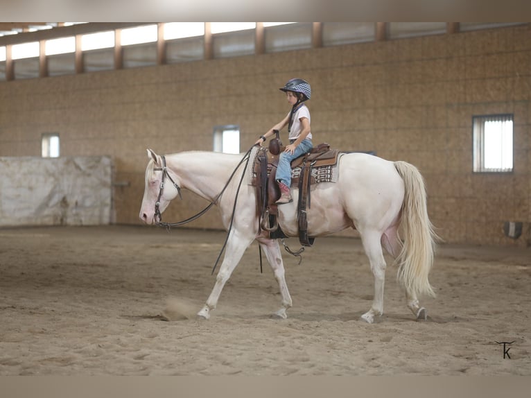American Quarter Horse Castrone 12 Anni 152 cm Perlino in Bellevue