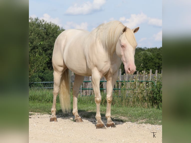 American Quarter Horse Castrone 12 Anni 152 cm Perlino in Bellevue