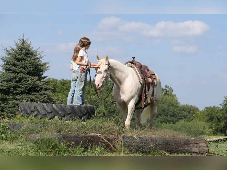 American Quarter Horse Castrone 12 Anni 152 cm Perlino in Bellevue