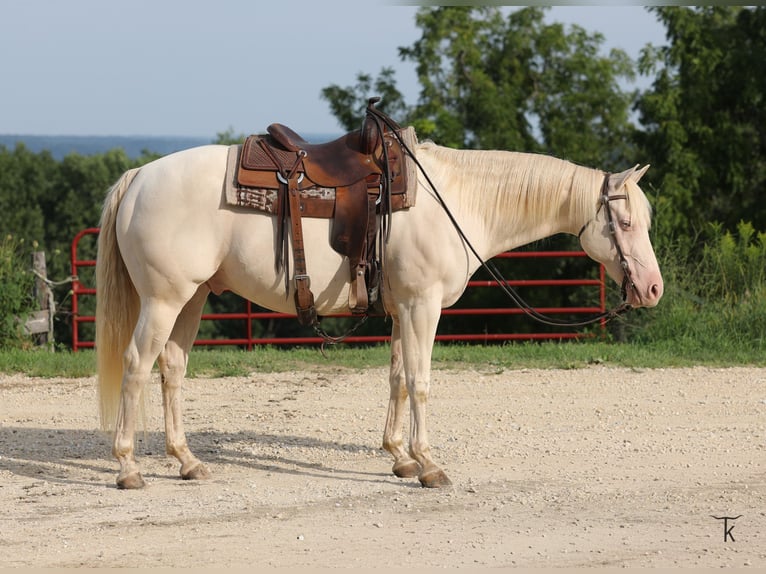 American Quarter Horse Castrone 12 Anni 152 cm Perlino in Bellevue