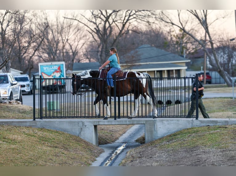 American Quarter Horse Castrone 12 Anni 152 cm Pezzato in Forney