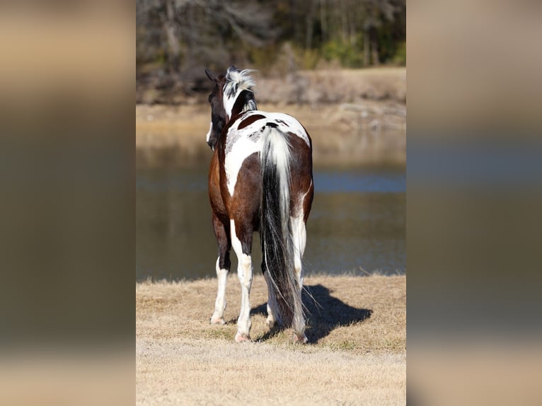 American Quarter Horse Castrone 12 Anni 152 cm Pezzato in Forney