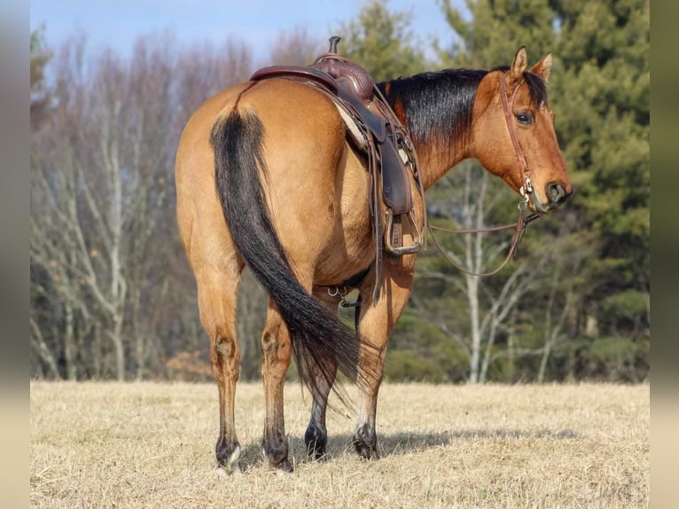 American Quarter Horse Castrone 12 Anni 152 cm in Clarion, PA