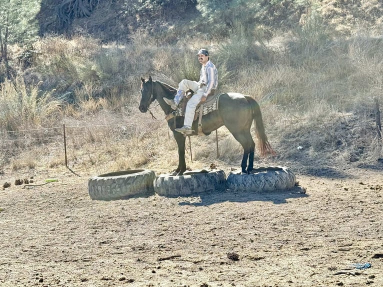 American Quarter Horse Castrone 12 Anni 152 cm Roano blu in Paicines CA