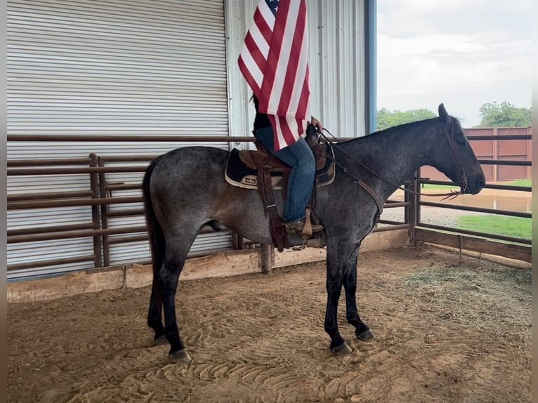 American Quarter Horse Castrone 12 Anni 152 cm Roano blu in Weatherford TX