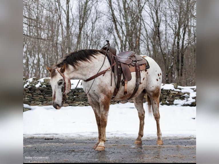 American Quarter Horse Castrone 12 Anni 152 cm Roano rosso in Everette PA