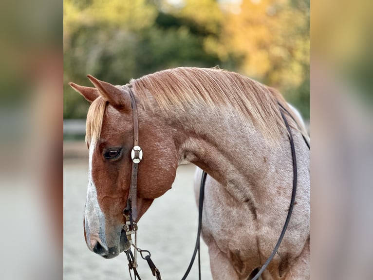 American Quarter Horse Castrone 12 Anni 152 cm Roano rosso in Bitterwater CA