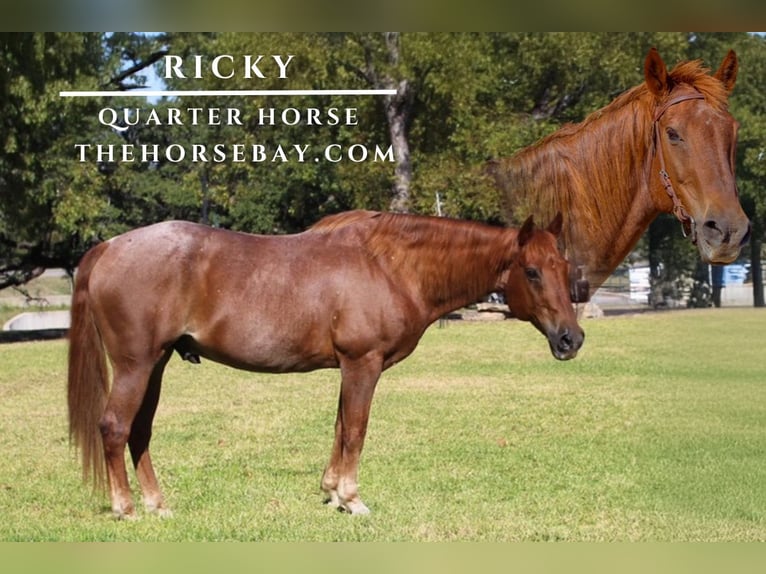 American Quarter Horse Castrone 12 Anni 152 cm Roano rosso in Mckinney, TX