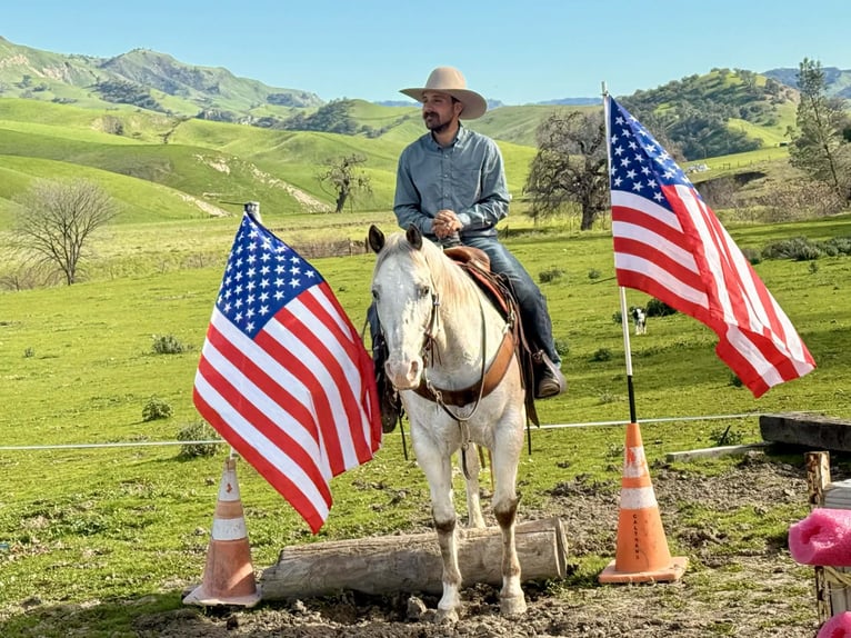 American Quarter Horse Castrone 12 Anni 152 cm Roano rosso in Paicines CA