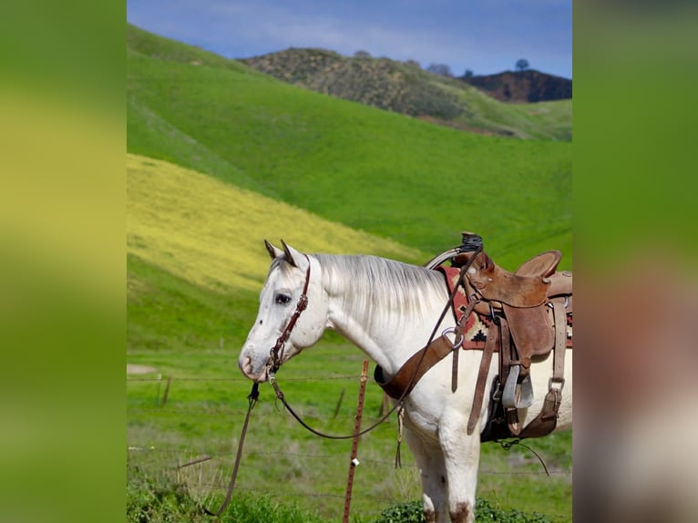 American Quarter Horse Castrone 12 Anni 152 cm Roano rosso in Paicines CA