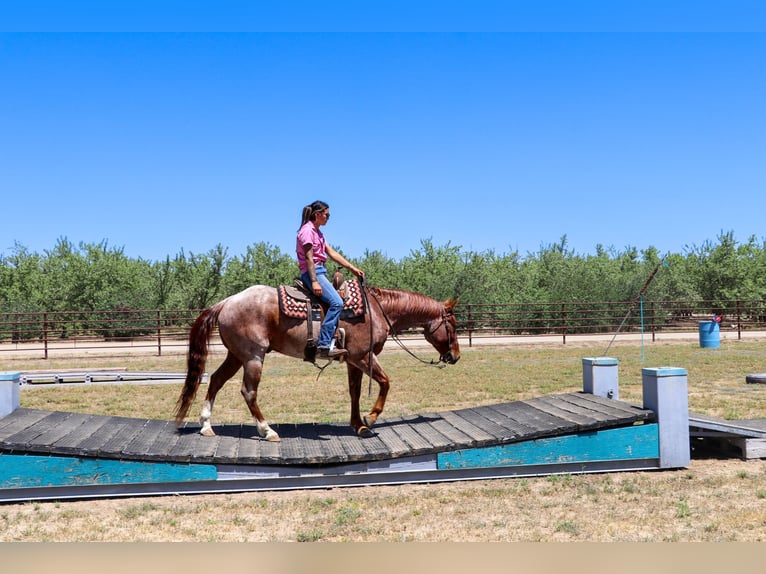 American Quarter Horse Castrone 12 Anni 152 cm Roano rosso in Pleasant Grove CA