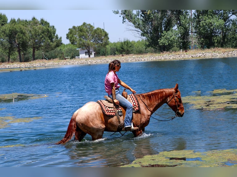 American Quarter Horse Castrone 12 Anni 152 cm Roano rosso in Pleasant Grove CA