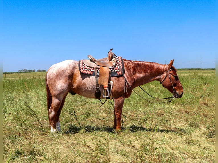 American Quarter Horse Castrone 12 Anni 152 cm Roano rosso in Pleasant Grove CA