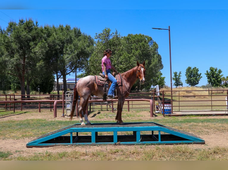 American Quarter Horse Castrone 12 Anni 152 cm Roano rosso in Pleasant Grove CA