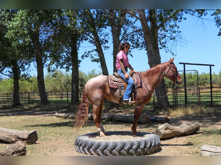 American Quarter Horse Castrone 12 Anni 152 cm Roano rosso in Pleasant Grove CA