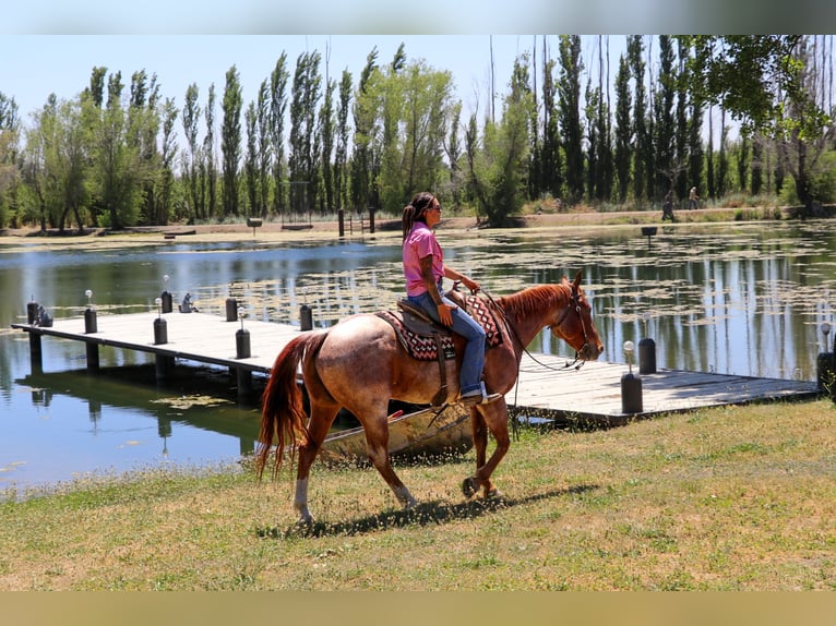 American Quarter Horse Castrone 12 Anni 152 cm Roano rosso in Pleasant Grove CA