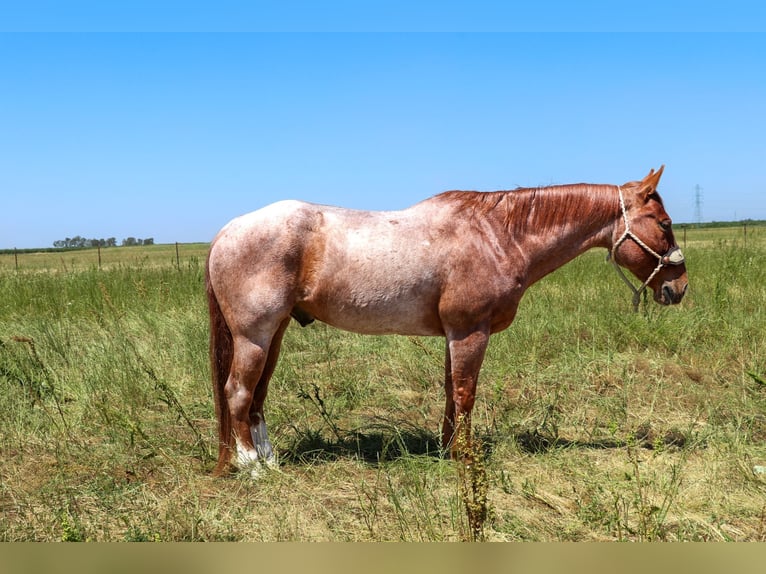 American Quarter Horse Castrone 12 Anni 152 cm Roano rosso in Pleasant Grove CA