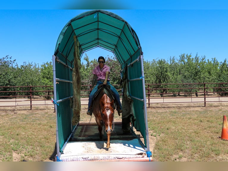 American Quarter Horse Castrone 12 Anni 152 cm Roano rosso in Pleasant Grove CA