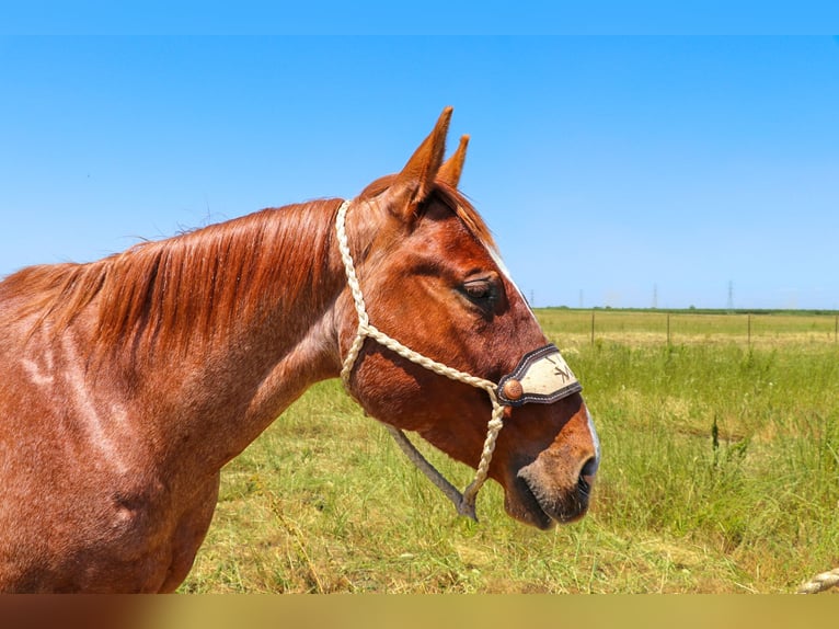 American Quarter Horse Castrone 12 Anni 152 cm Roano rosso in Pleasant Grove CA