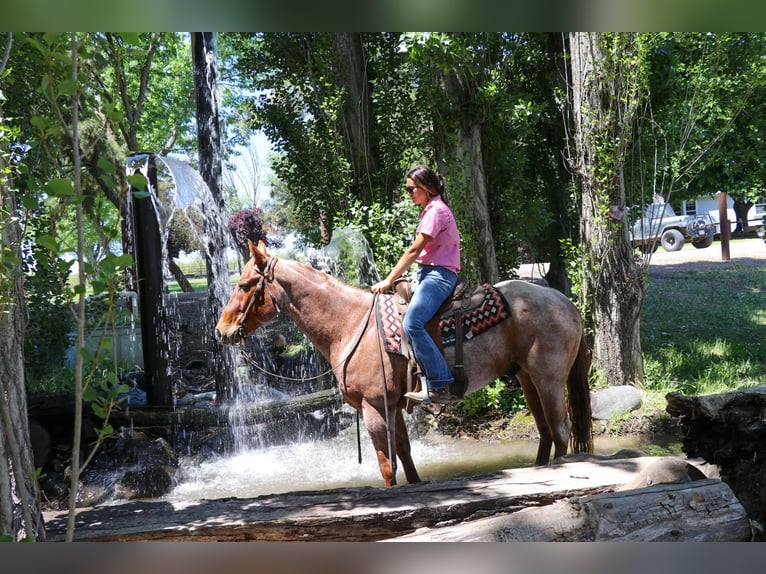 American Quarter Horse Castrone 12 Anni 152 cm Roano rosso in Pleasant Grove CA