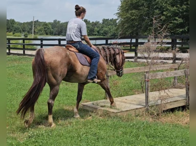 American Quarter Horse Castrone 12 Anni 152 cm Roano rosso in Robards KY