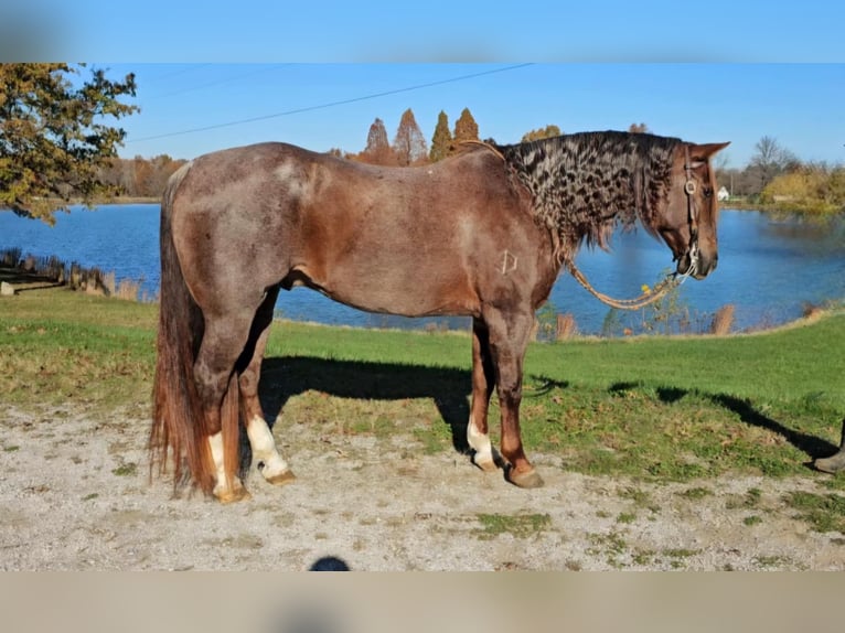 American Quarter Horse Castrone 12 Anni 152 cm Roano rosso in Robards KY