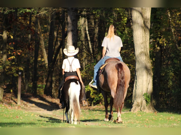 American Quarter Horse Castrone 12 Anni 152 cm Roano rosso in Rebersburg, PA