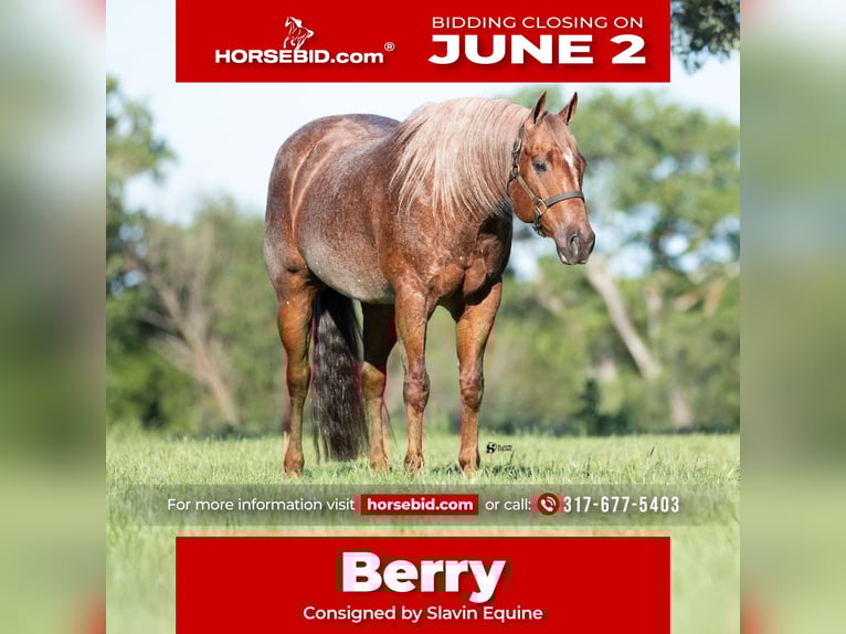 American Quarter Horse Castrone 12 Anni 152 cm Roano rosso in Whitesboro, TX