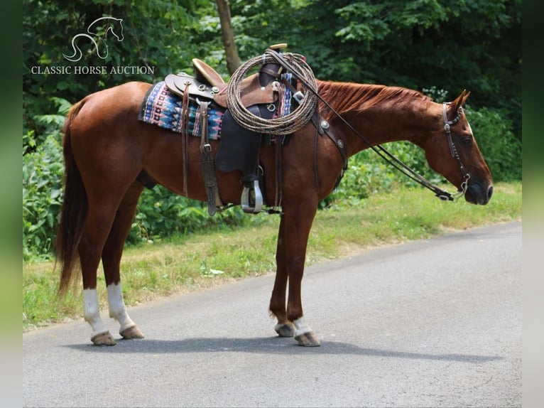 American Quarter Horse Castrone 12 Anni 152 cm Sauro ciliegia in Tompkinsville, KY