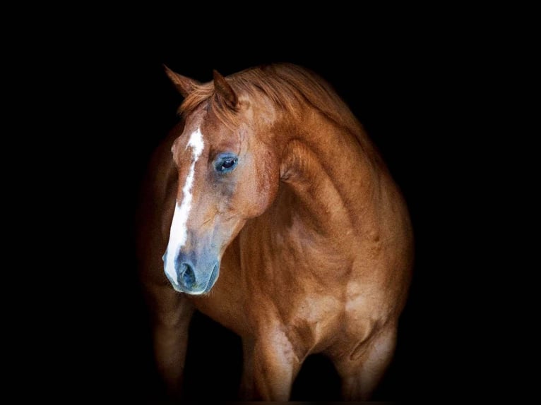 American Quarter Horse Castrone 12 Anni 152 cm Sauro ciliegia in Weatherford TX