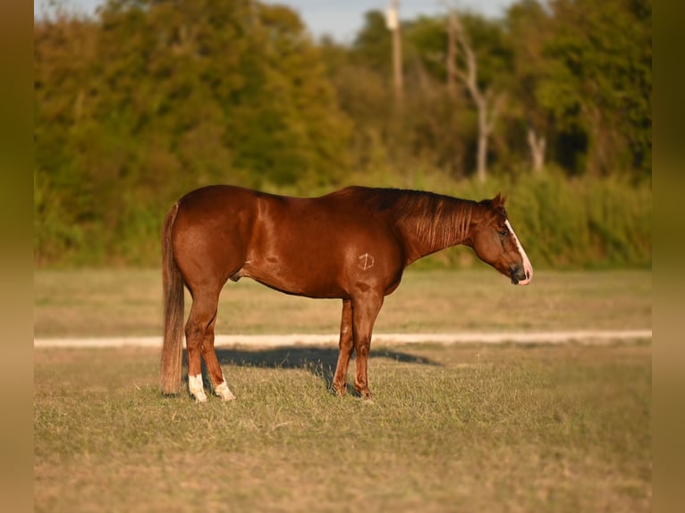 American Quarter Horse Castrone 12 Anni 152 cm Sauro ciliegia in Waco